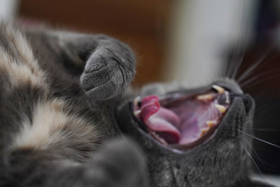 Katzenbetreuung
